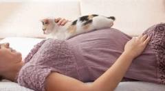 Zašto trudnice se ne mogu kontaktirati s mačkama?